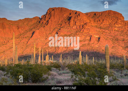 Alamo Canyon Area di organo a canne Cactus monumento nazionale, south central Arizona, Stati Uniti d'America Foto Stock