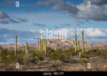 Vedute panoramiche sulla montagna Ajo Loop Road in organo a canne Cactus Monumento Nazionale in south central Arizona sul confine internazionale con il Messico Foto Stock