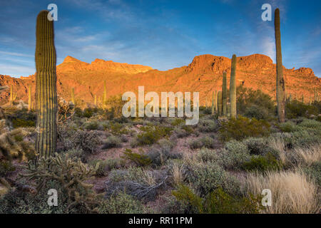 Alamo Canyon Area di organo a canne Cactus monumento nazionale, south central Arizona, Stati Uniti d'America Foto Stock