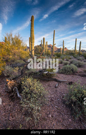 Alamo paesaggio Canyon scenic all organo a canne Cactus monumento nazionale, south central Arizona Foto Stock