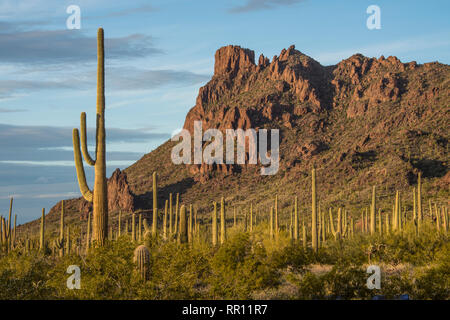 Alamo paesaggio Canyon scenic all organo a canne Cactus monumento nazionale, south central Arizona Foto Stock