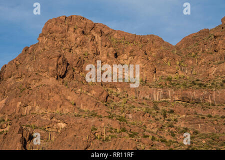 Alamo paesaggio Canyon scenic all organo a canne Cactus monumento nazionale, south central Arizona Foto Stock