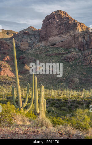 Alamo paesaggio Canyon scenic all organo a canne Cactus monumento nazionale, south central Arizona Foto Stock