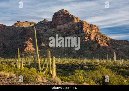 Alamo paesaggio Canyon scenic all organo a canne Cactus monumento nazionale, south central Arizona Foto Stock