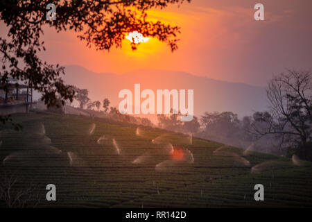 Paesaggio di piantagione di the valley in sunset/l'orario di alba. Foto Stock