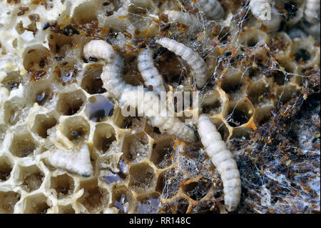 Cassetta Nido Per Bombi Da Interrare - Foto 5