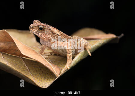 Flusso minore Toad Foto Stock