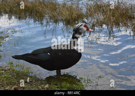 Contrassegni insoliti su un bianco e nero duck permanente al bordo dell'acqua. Foto Stock