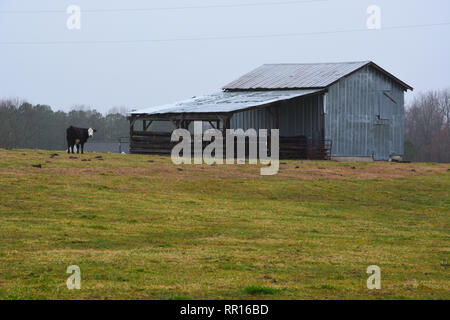 Un fienile in un giorno di pioggia in Wake Forest North Carolina. Foto Stock