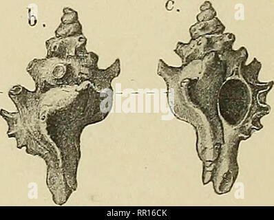 . Abhandlungen zur geologischen Specialkarte von Preussen und den Thüringischen Staaten. . Si prega di notare che queste immagini vengono estratte dalla pagina sottoposta a scansione di immagini che possono essere state migliorate digitalmente per la leggibilità - Colorazione e aspetto di queste illustrazioni potrebbero non perfettamente assomigliano al lavoro originale. Preussische Geologische Landesanstalt. Berlino : Neumann'schen Kartenhandlung Foto Stock