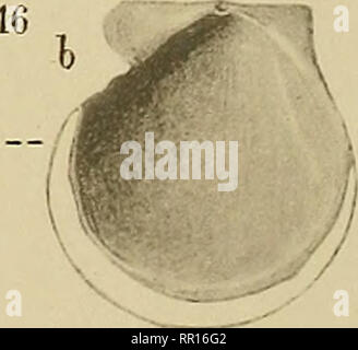 . Abhandlungen zur geologischen Specialkarte von Preussen und den Thüringischen Staaten. . Si prega di notare che queste immagini vengono estratte dalla pagina sottoposta a scansione di immagini che possono essere state migliorate digitalmente per la leggibilità - Colorazione e aspetto di queste illustrazioni potrebbero non perfettamente assomigliano al lavoro originale. Preussische Geologische Landesanstalt. Berlino : Neumann'schen Kartenhandlung Foto Stock