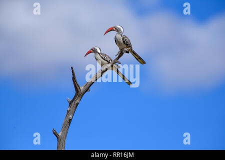 Zoologia, uccelli (Aves), Rosso-fatturati Hornbill (Tockus erythrorhynchus), Savuti, Chobe National Park, bot, Additional-Rights-Clearance-Info-Not-Available Foto Stock