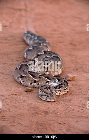 Zoologia, rettile (Reptilia), puff sommatore (Bitis arietans), Savuti, Chobe National Park, Botswana, Additional-Rights-Clearance-Info-Not-Available Foto Stock