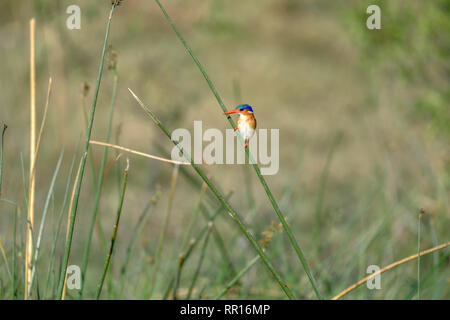 Zoologia, uccelli (Aves), la Malachite Kingfisher (Corythornis cristatus), Gomoti Area di concessione, Okavango , Additional-Rights-Clearance-Info-Not-Available Foto Stock