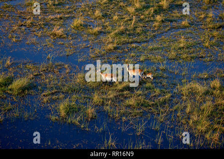 Zoologia, mammifero (mammalia), rosso o lechwe lechwe antilope (Kobus leche leche), la fotografia aerea, Gomo, Additional-Rights-Clearance-Info-Not-Available Foto Stock