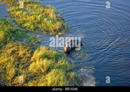 Zoologia, mammifero (mammalia), Ippona (Hippopotamus amphibius), la fotografia aerea, Gomoti pianura, Okavango , Additional-Rights-Clearance-Info-Not-Available Foto Stock