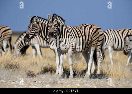 Zoologia, mammifero (mammalia), pianure zebra (Equus quagga), Okaukuejo, il Parco Nazionale di Etosha, Namibia, Additional-Rights-Clearance-Info-Not-Available Foto Stock