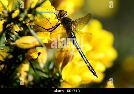 Maschio di roverella libellula smeraldo a riposo su gorse fiore. Dorset, Regno Unito potrebbero Foto Stock