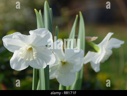 Narcissus 'Lincolnshire Lady' Foto Stock