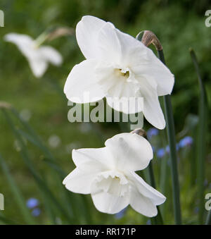 Narcissus 'Lincolnshire Lady' Foto Stock