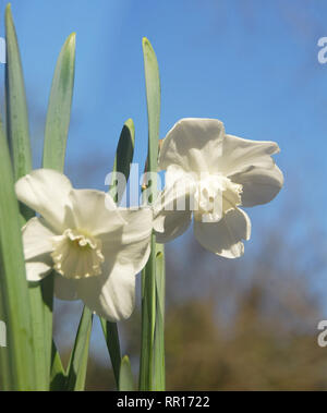 Narcissus 'Lincolnshire Lady' Foto Stock