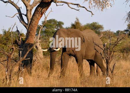 Zoologia, mammifero (mammalia), dell' elefante africano (Loxodonta africana), Bwabwata National Park, Caprivi Str, Additional-Rights-Clearance-Info-Not-Available Foto Stock