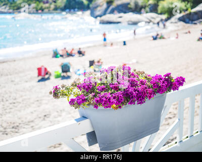 Vaso di fiori con piccoli fiori di colore rosa sulla ringhiera in legno con uno scenario di spiaggia in estate nella meravigliosa Norvegia Foto Stock