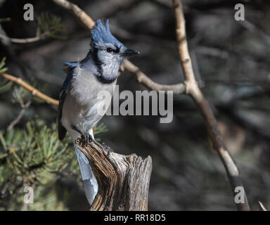 Un blue jay si siede in cima ad un moncone spiovente in Cheyenne Wyoming Foto Stock