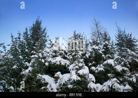 Inverno foresta, nevicato firs contro il cielo blu, vista in prospettiva dal basso Foto Stock