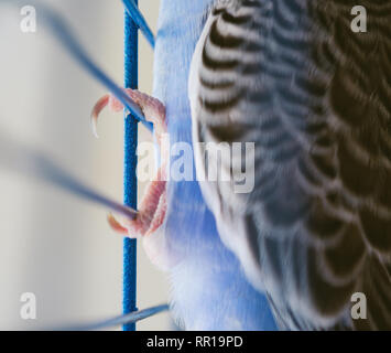 Close up di artigli di uccello in gabbia blu Foto Stock