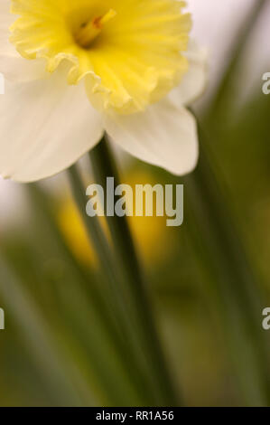 Abstract di close-up di Daffodil fiore. Foto Stock