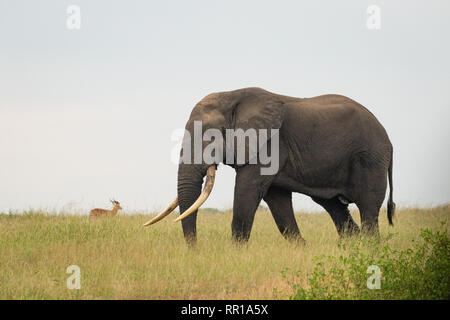 Un grande elefante maschio con braci zanne che camminano attraverso la savana nel Parco Nazionale della Regina Elisabetta, Uganda Foto Stock