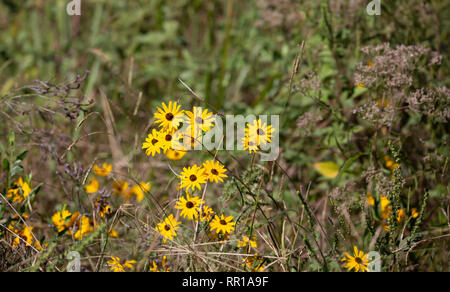 Bouquet di girasoli crescono in un fresco prato di taglio durante il tardo autunno Foto Stock