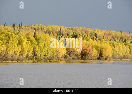 Giallo luminoso bosco di colori su Otter lago vicino al villaggio di Missinipe nel nord del Saskatchewan, Canada. Foto Stock