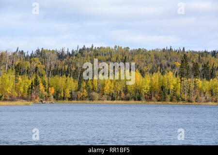 Di colore giallo brillante, arancione e rosso foresta autunnale di colori su Lac La Ronge vicino alla città di Stanley missione nel nord del Saskatchewan, Canada. Foto Stock