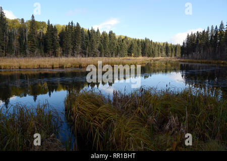 Una foresta di conifere al tramonto su banche palustre del lago Waskesiu in Prince Albert parco nazionale nel nord del Saskatchewan, Canada. Foto Stock