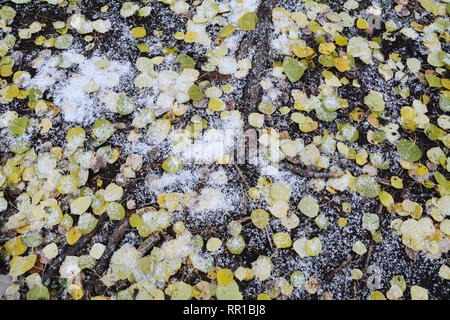 Morti autunno aspen lascia sul suolo della foresta coperta di neve fresca in Prince Albert National Park, Nord Saskatchewan, Canada. Foto Stock