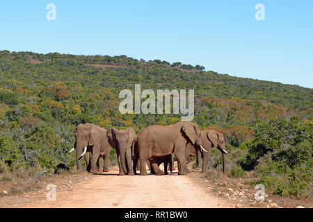 Bush africano Elefante africano (Loxodonta africana), allevamento con elefante baby, in piedi su una strada sterrata, Addo Elephant National Park, Capo orientale, Sud Africa Foto Stock