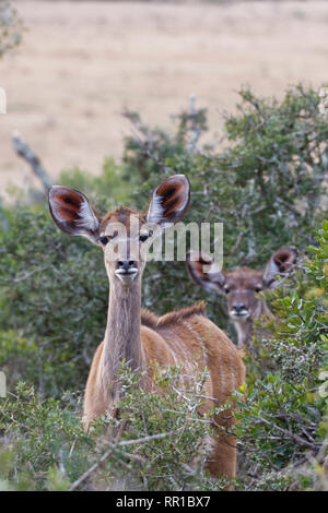 Maggiore kudus (Tragelaphus strepsiceros), giovani, dietro di arbusti spinosi, avviso, Parco Nazionale di Addo, Capo orientale, Sud Africa e Africa Foto Stock