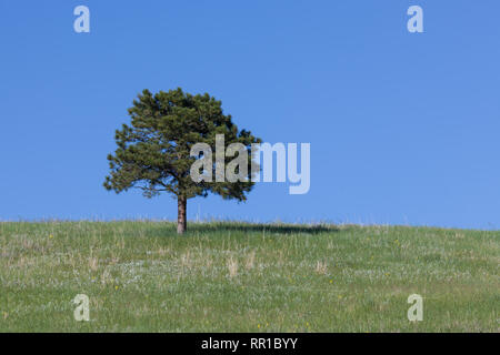 Un Lone Pine Tree crescente sulla sommità di una piccola collina con molla di erba e fiori di campo giallo e uno sfondo di cielo blu chiaro. Foto Stock