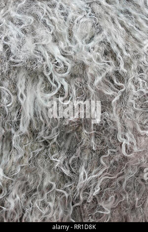 Altamente dettagliate texture di sfondo di pelliccia grigia di materiale sintetico animale ondulata lungo e capelli ricci. Foto Stock