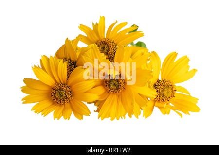 Heliopsis fiori o False girasole, Oxeye girasole, dolce oxeye liscia su bianco Foto Stock