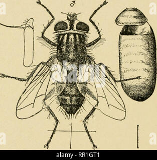 . Entomologia agraria per gli studenti, gli agricoltori, frutta-coltivatori e giardinieri. Insetti; gli insetti nocivi e benefici. 276 ordine Ditteri adulti appaiono molto simili alla casa di mosche o il volo stabile ma di solito sono numerosi esponenti delle setole e spine, le setole (arista) delle antenne mancanza di peli fini che sono caratteristici della maggior parte dei Miiscidoe. Questi insetti mostrano alcune molto sorprendente adattamenti nella loro vita parassitaria, alcune delle specie di depositare le loro uova direttamente sui corpi dei bachi che sono i padroni di casa di larve. Il larvse sul foro di cova in su Foto Stock