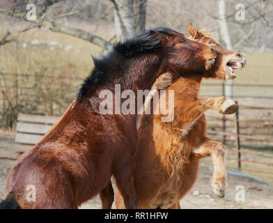 Due cavalli retrocedono e mordono durante una lotta in un paddock, mostrando un comportamento aggressivo degli animali e una drammatica interazione equina. Foto Stock