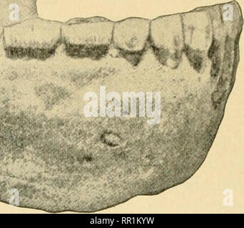 . L'età dei mammiferi in Europa, Asia e Nord America. Mammiferi fossili; Paleontologia. """NlkK^. Fig. 178. - L'essere umano la ganascia inferiore (circa x f) trovata vicino a Heidelberg, su cui si basa la specie Homo Heidelbergensis. Dopo Schotensack e MacCurdy. serie di denti; in altre parole, è una ganascia simile a quella di una scimmia antropoide, con la dentizione di un uomo. Non vi può essere alcun dubbio sul fatto che essa appartiene a uno dei responsabili del eoliths.^ Eolithic pietre focaie sono anche stati trovati in Rixdorf nonché in Britz e Rudesdorf, nei pressi di Berlino. Stazioni hanno scoperto in Inghilterra e in Francia di th Foto Stock