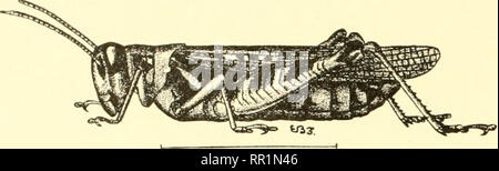 . Entomologia agraria per gli studenti, gli agricoltori, frutta-coltivatori e giardinieri. Insetti; insetti utili; pesti di insetto. 62 PTERYGOTA inferiore abbiamo diverse specie negli Stati Uniti Orientali closel' rehited al Rocky IMountain specie. I più comuni. Fig. 2(S.-Mdnnoplus allunis, maschio. (Dopo un LuK^f^r.) Fig. 27.-Melanoplus atlanis, femmina. (Dopo il trabaccolo.) è il rosso-gambe grasshopper {Mehnioplus femore-rubrtnn). Esso è simile al Rocky IMountain specie ma non è pac-. Si prega di notare che queste immagini vengono estratte dalla pagina sottoposta a scansione di immagini che possono essere state migliorate digitalmente per leggere Foto Stock
