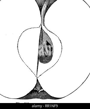 . American pomology : mele. Le mele. 680 Descrizioni delle mele. I primi risultati; diffusione, piuttosto cada, produttivo; germogli esili, marrone chiaro, germogli piccoli; fogliame piuttosto scarsa, grigiastro. Frutto di medie, rotonda o oblunga, conica, tronco, rego- lar ; superficie molto liscia, giallo ceroso, interamente coperti. Fiff. 283.-JONATHAN. brillante rosso scuro, miscelati e striato; Punti minuto, rus- set-venato. Bacino profondo, regolari, russet venata; occhio piccolo e chiuso, verde. Cavità acuta, profonda, regolari, marrone rossiccio ; stelo lungo e sottile. Nucleo di medie, di forma tondeggiante ovale, regolari, chiuso, poco stringendo l'occhio; sementi Foto Stock