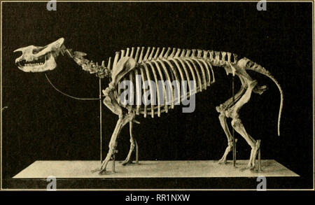 . L'età dei mammiferi in Europa, Asia e Nord America. Mammiferi fossili; Paleontologia. 196 L'età dei mammiferi. Si prega di notare che queste immagini vengono estratte dalla pagina sottoposta a scansione di immagini che possono essere state migliorate digitalmente per la leggibilità - Colorazione e aspetto di queste illustrazioni potrebbero non perfettamente assomigliano al lavoro originale. Osborn, Henry Fairfield, 1857-1935. New York, la Macmillan Company Foto Stock