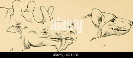 . L'età dei mammiferi in Europa, Asia e Nord America. Mammiferi fossili; Paleontologia. 142 L'età dei mammiferi. Si prega di notare che queste immagini vengono estratte dalla pagina sottoposta a scansione di immagini che possono essere state migliorate digitalmente per la leggibilità - Colorazione e aspetto di queste illustrazioni potrebbero non perfettamente assomigliano al lavoro originale. Osborn, Henry Fairfield, 1857-1935. New York, la Macmillan Company Foto Stock