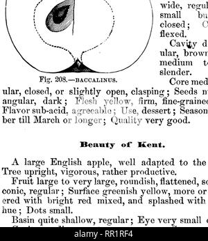 . American pomology : mele. Le mele. Classe III.-EOUND mele. L II. II. 585 NEW YORK PIPPIN, &amp;0. Questa bella Southern apple ha raggiunto una notorietà meraviglioso nel giro di pochi anni e la sua cultura è stata notevolmente estesa non sul conto del suo superlativo- excel lence, ma a causa delle sue molte buone qualità come un frutteto o struttura di frutta sul mercato. Essa è stata a lungo coltivata da Yerry. Fig. 209.-Ben Davis. Aldrich, nel Bureau County, Illinois, e mostrava come New York Tippin^ il cui nome ha dato un'idea della sua origine orientale, ma anche in altre località le sue relazioni punto chiaramente alla sua sorgente nella SOU Foto Stock